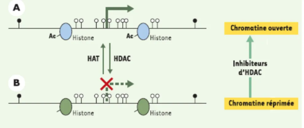 Fig 17: La déacéthylation des résidus lysines des histones par HDAC permet de passer  d’une chromatine « ouverte » (A), accessible pour la transcription, à une chromatine 