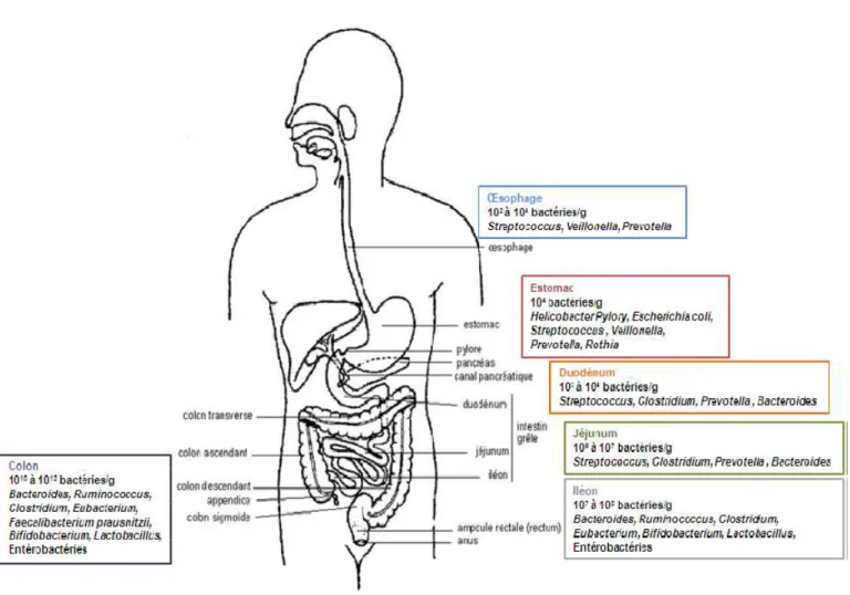 Fig 3     Le microbiote associé au tractus gastro-intestinal humain [34]. 
