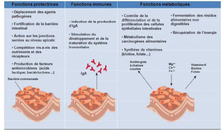 Fig 5    les fonctions du microbiote intestinal [47]. 