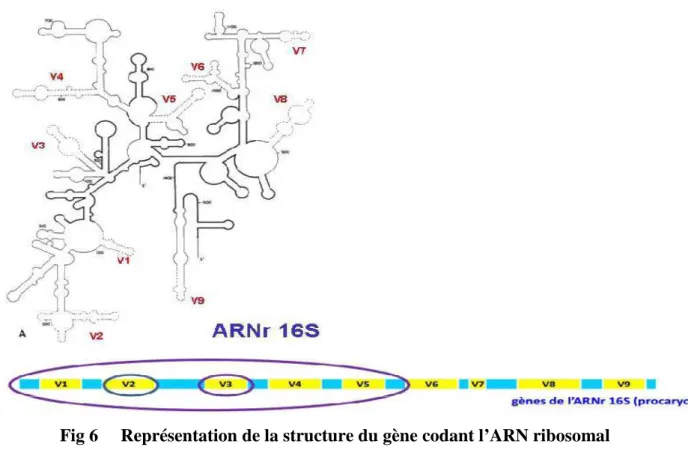 Fig 6     Représentation de la structure du gène codant l’ARN ribosomal   16S bactérien [27]