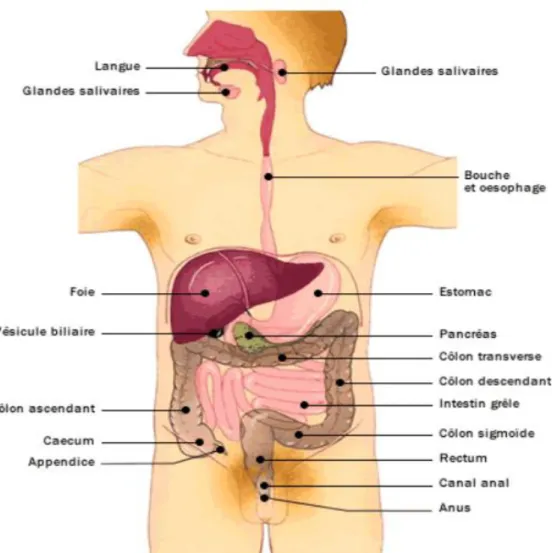 Figure 1 : Le système digestif chez l’Homme [1] 