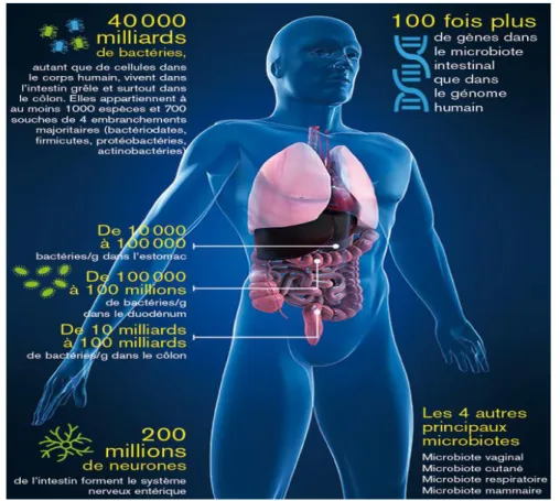 Figure 4 : le microbiote intestinal [12] 