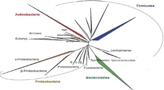 Figure 5 : Arbre phylogénétique du microbiote intestinal représentant les principaux phyla  bactériens