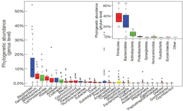 Figure 6 : Représentation des différents phyla et genres retrouvés au niveau du microbiote fécal  dans une large étude chez des individus adultes [24] 