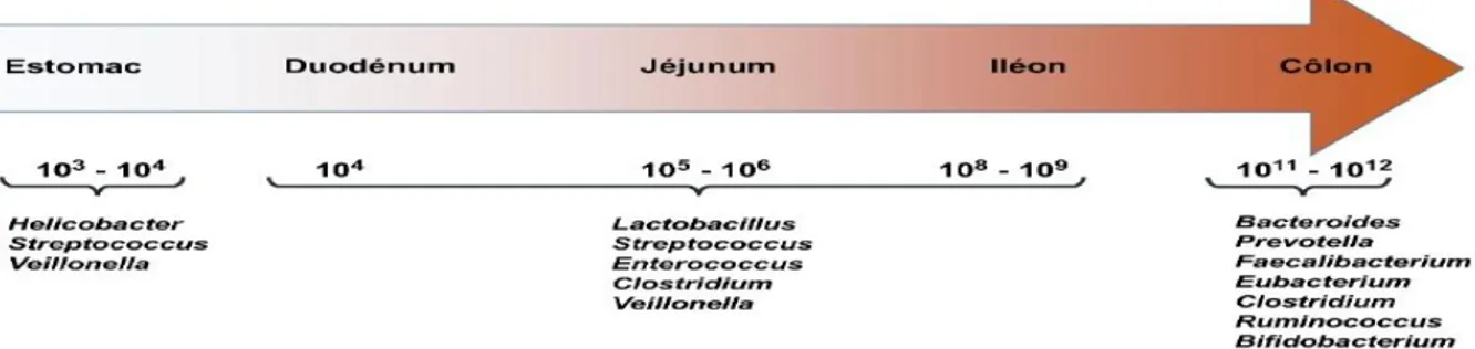 Figure 7 : Variations de l’abondance et de la composition microbienne le long du tractus gastro- gastro-intestinal humain