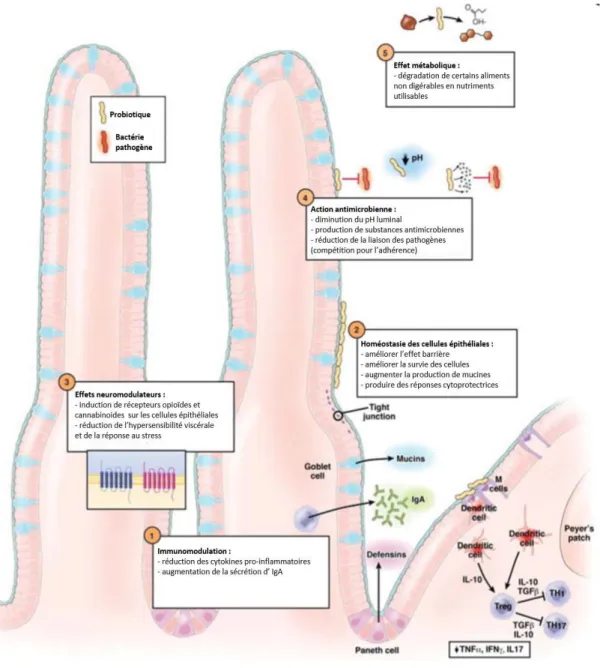 Figure 14 : Résumé des mécanismes d’action possible des probiotiques [93]. 
