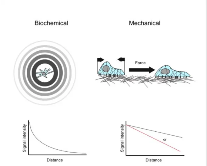 Figure 2. Biochemical versus mechanical signal 