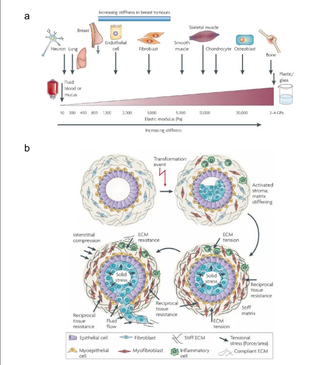 Figure 3. Tissue rheology and pathological development  