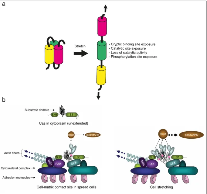 Figure 5. Mechanotransduction at the level of the protein and protein complex 