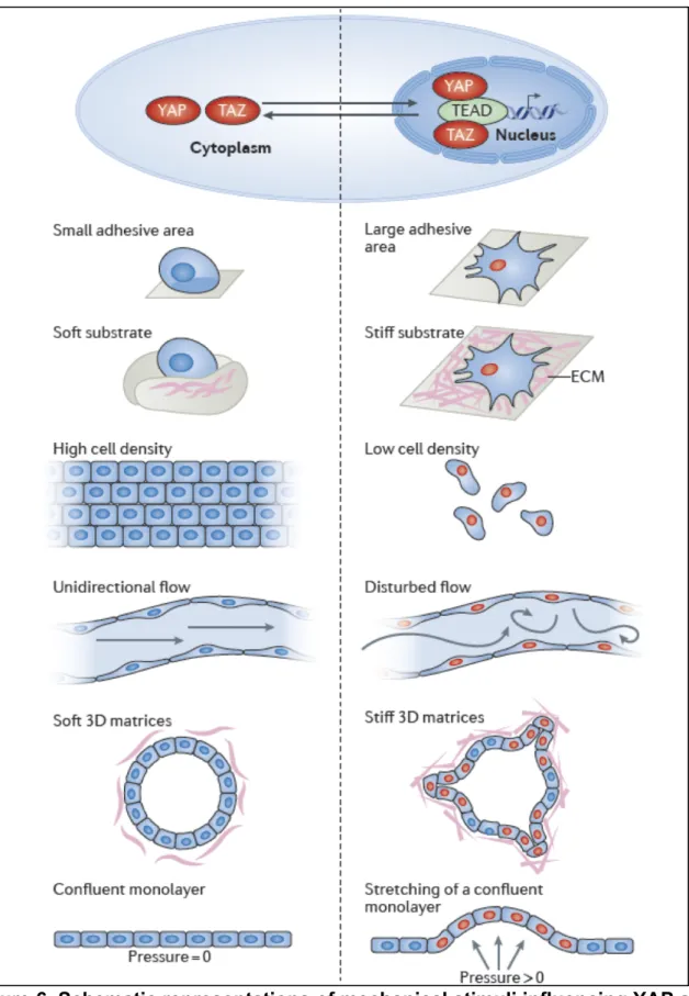 Figure 6. Schematic representations of mechanical stimuli influencing YAP and  TAZ subcellular localization and activity 