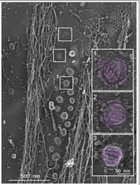 Figure 9. Visualization of the caveolar coat at the plasma membrane of  myotubes  