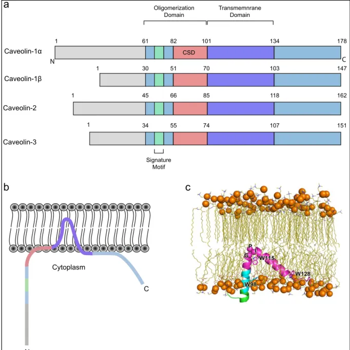 Figure 10. Caveolins domains and insertion in the plasma membrane 