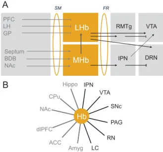 Figure 1. Habenula (Hb) connectivity in rodents and humans. Key pathways connecting medial Hb (MHb) and lateral Hb (LHb), the two subdivisions of the Hb, to other brain structures