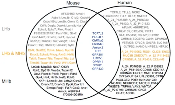 Figure 2. Gene transcriptome in the habenula (Hb). Genome-wide gene expression studies in rodents show differing expression patterns between the lateral Hb (LHb) and medial Hb (MHb), as exempli ﬁ ed by the study of Wagner et al