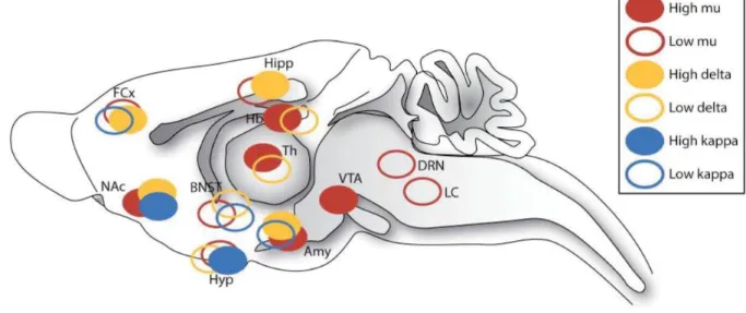 Figure 1. Opioids distribution