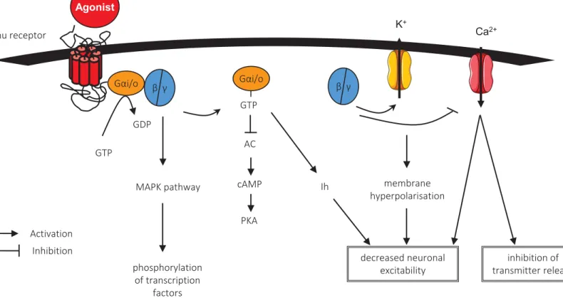 Figure 2. Signal transduction induced by mu opioid receptor activation