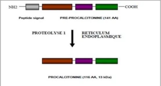 Figure 2: Représentation schématique de la biosynthèse de la PCT [13].  