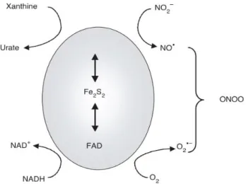 Figure 7: Production de l’anion superoxyde par l’action de la xanthine oxydase. 