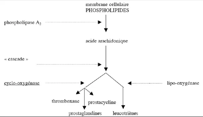 Figure 10: enzyme de la voie arachidonique 