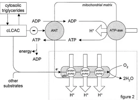 Figure 11: Représentation schématique de la relation entre la pompe à protons des mitochondries et la  synthèse d'ATP 