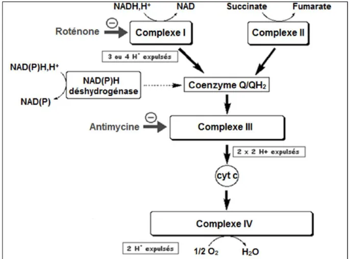 Figure 12: Complexes de la chaîne respiratoire mitochondriale. 