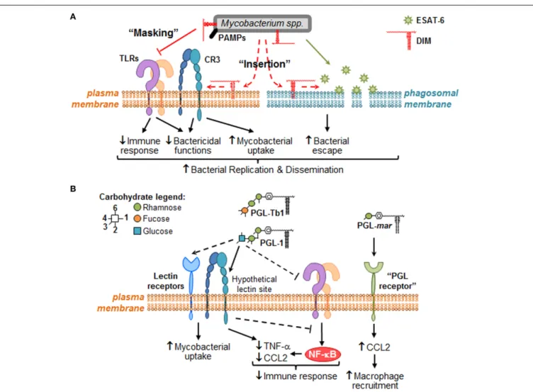 FIGURE 2 | Putative molecular mechanisms through which DIM and PGL remodel macrophage activity during the early steps of infection.