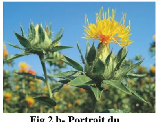 Fig 2. a- Fleurs sèches de Carthame        Fig 2.b- Portrait du  carthame 