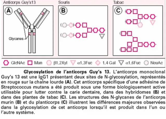Figure 4 : Glycosylation de l’anticorps Guy’s 13 (lgG1) 