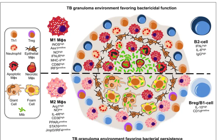 FIGURE 1 | A model illustrating the putative roles of M φ polarization and B-cell involvement during the formation and function of TB granulomas