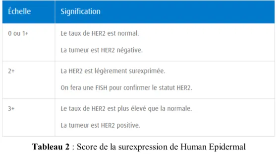 Tableau 2 : Score de la surexpression de Human Epidermal   Growth Factor Receptor 2 
