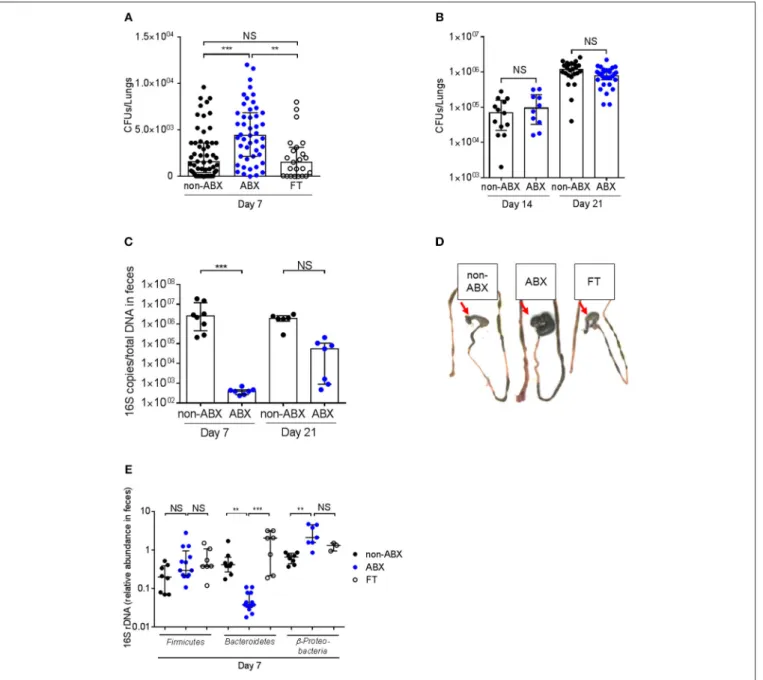 FIGURE 2 | The host microbiota protects against early lung colonization by M. tuberculosis
