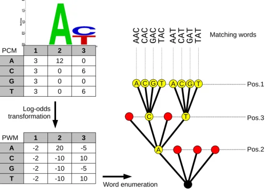 Figure 1: Overview of the word enumeration process in MOTIF. The matrix in the form of a Position Count Matrix (PCM, top left) is first converted into a Position Weight Matrix (PWM, bottom left) using the log-odds transformation