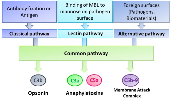 Figure 1: Complement activation pathways and bioactive molecules 