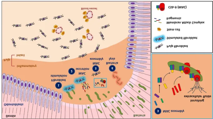 Figure  3:  A  sketch  of  Membrane  Attack  Complex  (MAC)  secretion  by  pulp  fibroblasts  and  implication in cariogenic bacteria lysis 