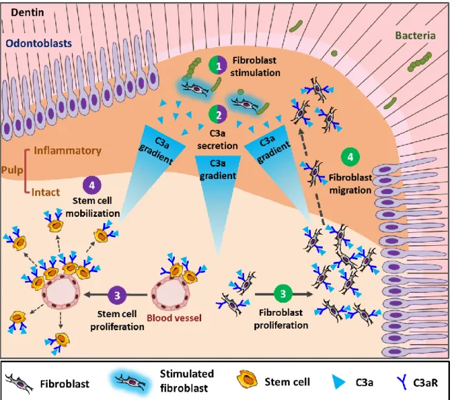 Figure 4: A sketch depicting fibroblast-released C3a under carious simulation and its implication  in pulp cell proliferation, mobilization and recruitment