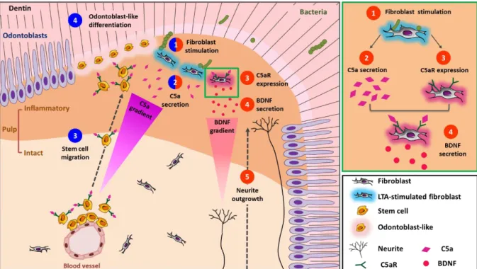 Figure  5:  A  sketch  depicting  fibroblast-released  C5a  effects  under  carious  simulation  and  its  implication in neurite growth and pulp stem cell recruitment and differentiation