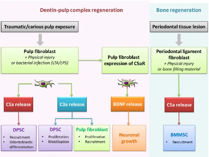 Figure  6:  A  sketch  of  local  complement  system  activation  and  its  effects  on  the  initial  steps  of  dental tissue regeneration