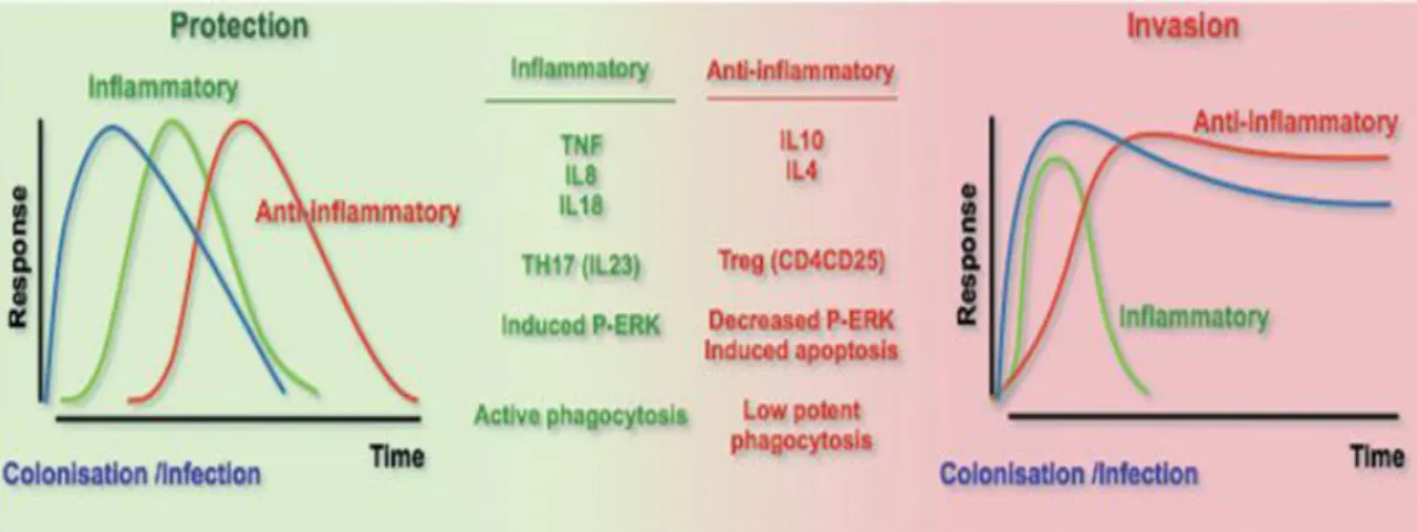 Fig 6 : Réponse immune initiale induite par C. albicans. D’après Jouault et al, 2009. 