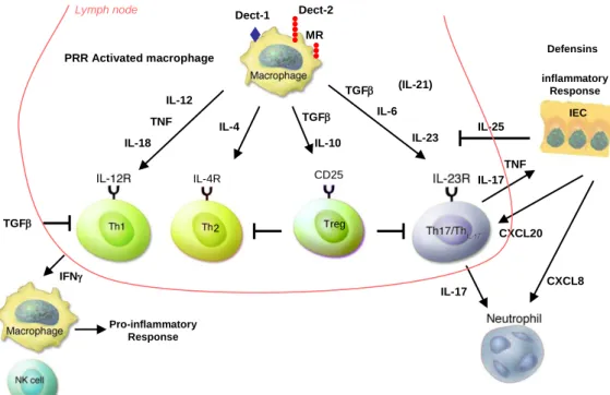 Fig 7 : Rôle des macrophages dans le développement de la réponse immune. 