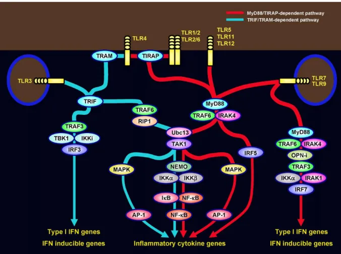 Figure 9 : Voies de signalisation induites par les TLRs. D’après Kawai et Akira, 2007