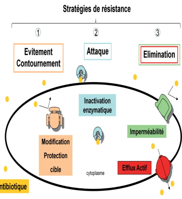 Figure 9 : Principaux mécanismes de résistance des bactéries vis- à-vis les Antibiotiques 