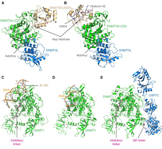 Figure 1. Structures of DNA methyltransferases. 