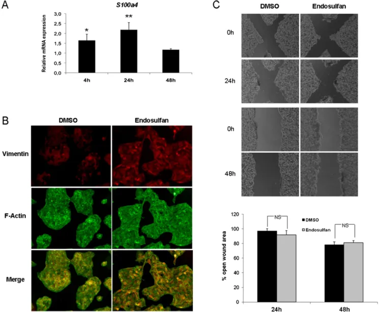 Fig. 7. Endosulfan induces “mesenchymal” markers but fails to induce cell migration. (A) FSP1 mRNA level was assessed by real-time RT-PCR after 4, 24 and 48 h of 20 ␮M endosulfan treatment