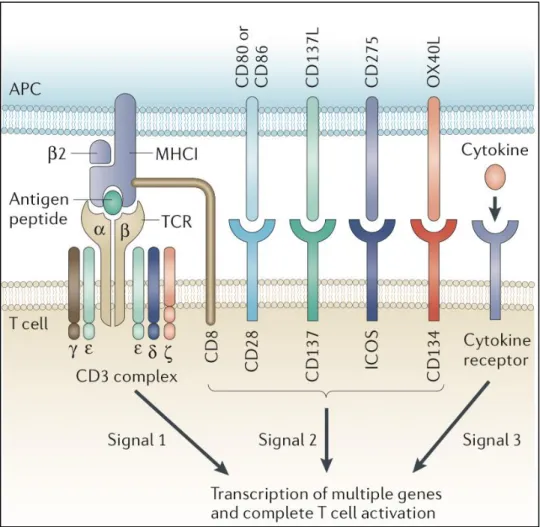 Figure 7: T-cell activation (Kershaw et al., 2013)  