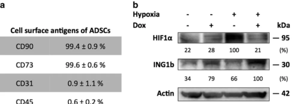 Figure 1 Adipose derived stromal cells (ADSCs) express higher levels of ING1b in hypoxia following genotoxic stress