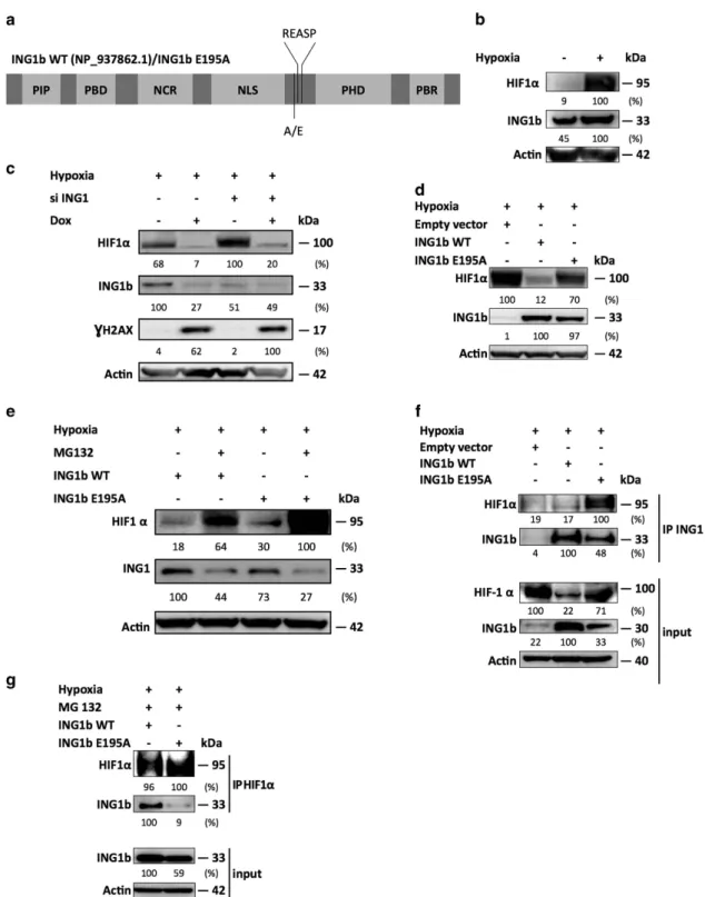 Figure 3 ING1b and HIF1 α interact with each other in hypoxia, but SUMOylated ING1b favors HIF1 α degradation