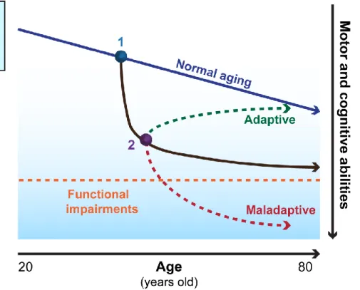 Figure 1: Schematic representation of individual plasticity across the lifespan.   