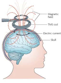 Figure 2: Overview of electromagnetic induction in TMS .  