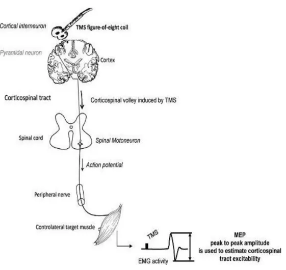 Figure 3: Simplified scheme of TMS mechanism of action on the motor cortex 