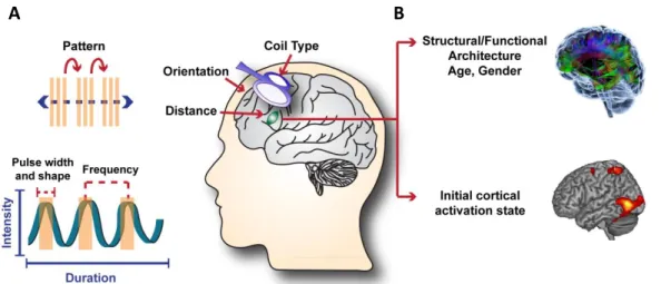 Figure  4:  Factors  influencing  the  effects  of  transcranial  magnetic  stimulation  (TMS)